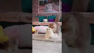 Родители развлекаются, пока котенок спит.