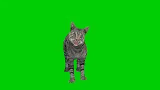 cat green screen 3danimation video footage no copyright 