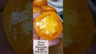 Мега урожайный сорт томата! заказ  семян!