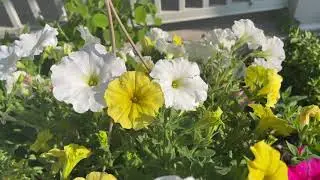 planting  and watering summer annuals & Perennials