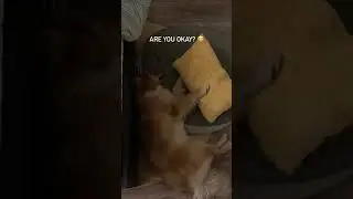 Neither of us were prepared for what happened next . #goldenretriever  #loveanimals #shorts