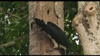 Vakok Nun Dawh