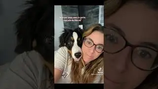 When your puppy wants to see his face with the filter too! #bernesemountaindog #puppy #filter