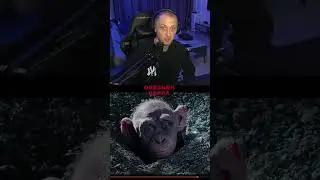 ПОЛНОЕ ВИДЕО НА КАНАЛЕ 