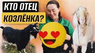 Первый окот у КОЗЫ! Интрига раскрыта