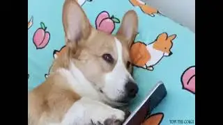 When chorse are not your strey