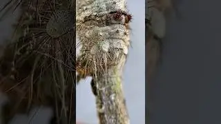 White / Light Blue Hairy Caterpillar