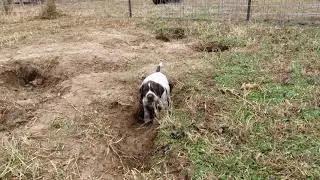 GrizwoldxMavis 5 wks 1 28 21