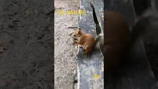#squirrel  #animals #forest