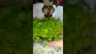 Микрозелень на подоконнике