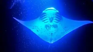 NIGHT SNORKEL W/ MANTA RAYS IN HAWAII