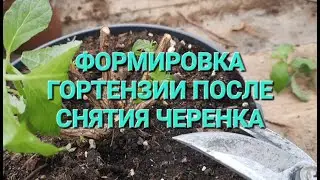 Формировка гортензии после снятия черенка. Как перезимовала крупнолистная гортензия.
