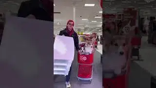 Corgis go on a magic cart ride through Target 