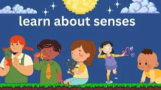 Learn About Senses - Toddlers Learning Videos
