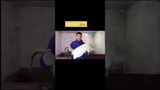 ПОЙМАЛИ СТРЕЯ! УСАТУЮ ЖИРНУЮ КРЫСУ! Stray228