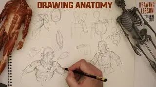 Learn Shoulder Construction!