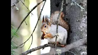 БЕЛОЧКА НА ЁЛОЧКЕ, ХЛЕБУШЕК ГРЫЗЁТ. SQUIRREL ON THE CHRISTMAS TREE, BREAD NIBBLES. クリスマスツリーのリス、パンニブル