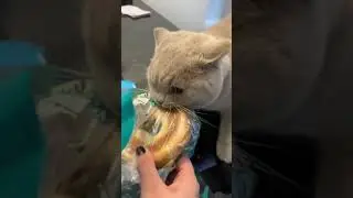 The Seven Deadly Cat Sins!