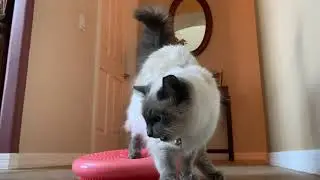 Cookie Obsessed Pups and Cat Who Acts Like a Dog