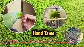 Humara tame Ringneck Parrot |How wild parrot to tame trick 😍 @shehrmaindihat