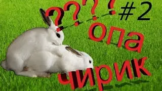 Кролик мутант изнасиловал гориллу....ВЫПУСК #2....