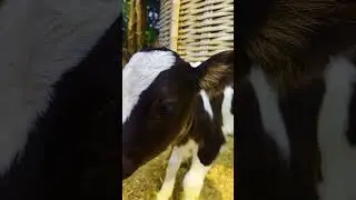 bana ke kajal jare ankhya me saja lu tane #shorts #viral