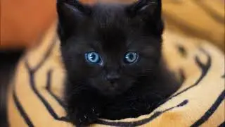 puddy cat