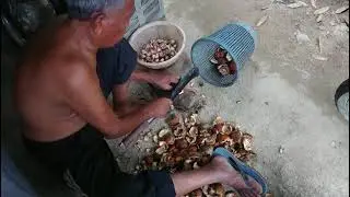 Buah Pinang Kering ¦ Vlog #15