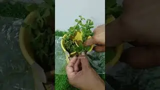 Cup Garden/Jade #jade #diy #diygarden #gardendecor #hildacrafty