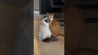 Blixem and Sisi are lovers 😻
