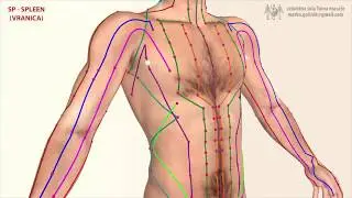 Меридиан на далака – задстомашната жлеза - КИТАЙСКАТА ТРАДИЦИОННА МЕДИЦИНА