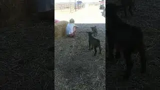 goat circus