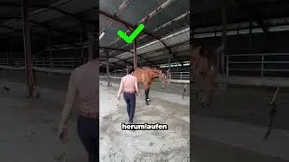 5 mistakes you must avoid when dealing with horses