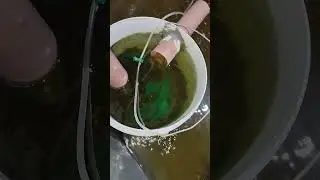 SAMAHAN NYO PO AKO SA AKING MUNTING TANIMAN AT FISH POND | LETTUCE LOLLO BIONDA AT TILAPIA.