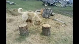 Пёс и мышь