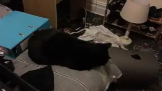 Throwing a packet of crisps at my cat