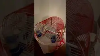 Muhabbet Kuşu Yumurtası ve Üretimi