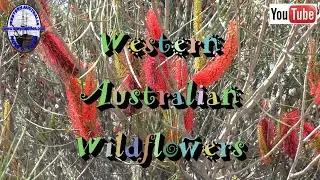 Western Australian Wildflowers - I / J