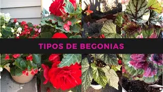 Como cuidar las begonias//Begonias cuidados básicos + 4 tipos de begonias