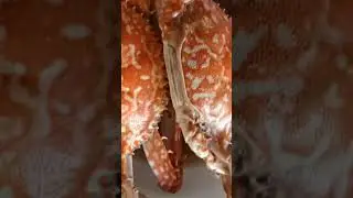 ASMR Crab benefits