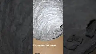 В Сарай кто-то принёс ульи