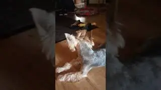 My dog sang a chorus about me?