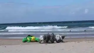 The Life of a Plastic Bag