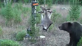 熊想吃電網上的鹿，被電了2次後，接下來熊的做法讓人不淡定了