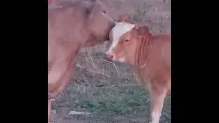 Случайные кадры. И вновь телячьи нежности