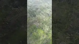 #shorts #nature #reels