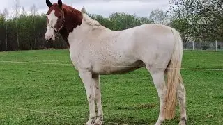 Красивый деревенский жеребец!