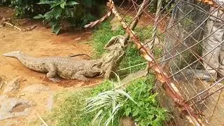 Крокодиловая ферма The Mamba Village в Найроби