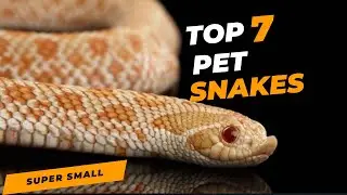 7 Pet Snakes That Stay SUPER Small