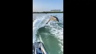Jet Ski Dolphin Encounter